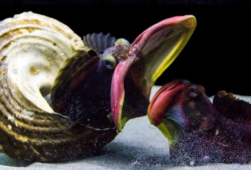 The Fish Sarcastic Fringehead Bite: Myths, Facts & Safety