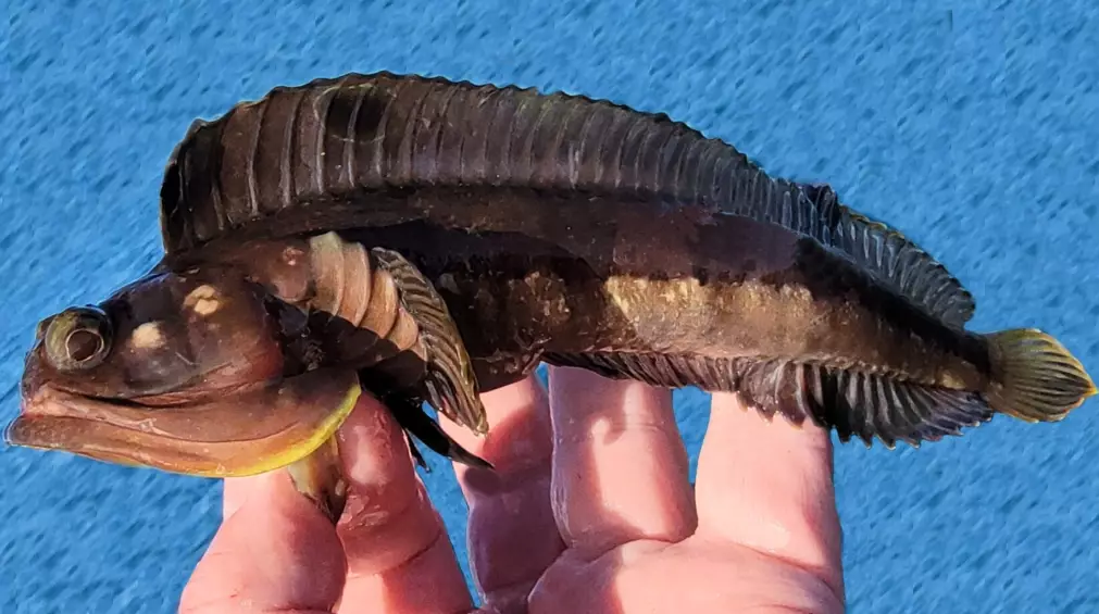 Fish sarcastic fringehead size
