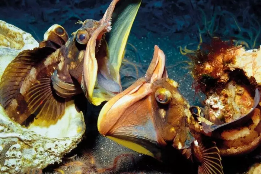 what do sarcastic fringeheads eat