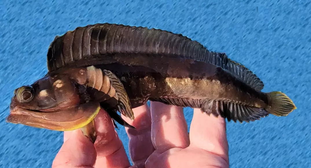how long do sarcastic fringehead live