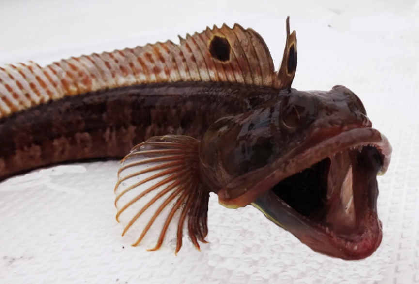 can you eat sarcastic fringehead can you eat sarcastic fringehead