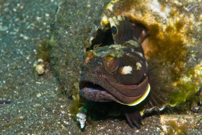 sarcastic fringehead bite