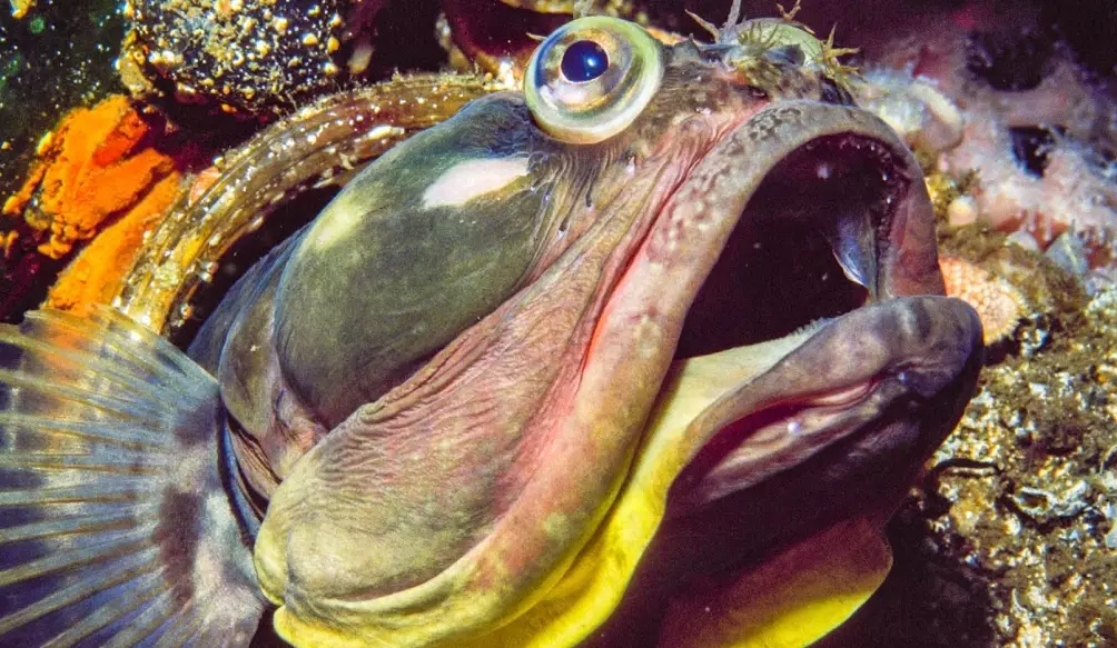 sarcastic fringehead edible sarcastic fringehead edible