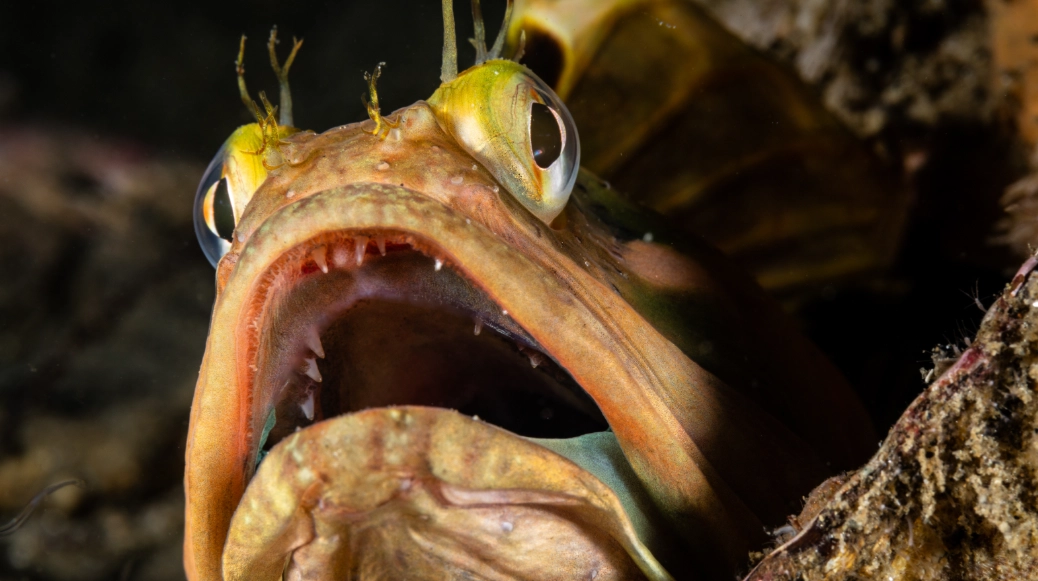 what do sarcastic fringeheads eat