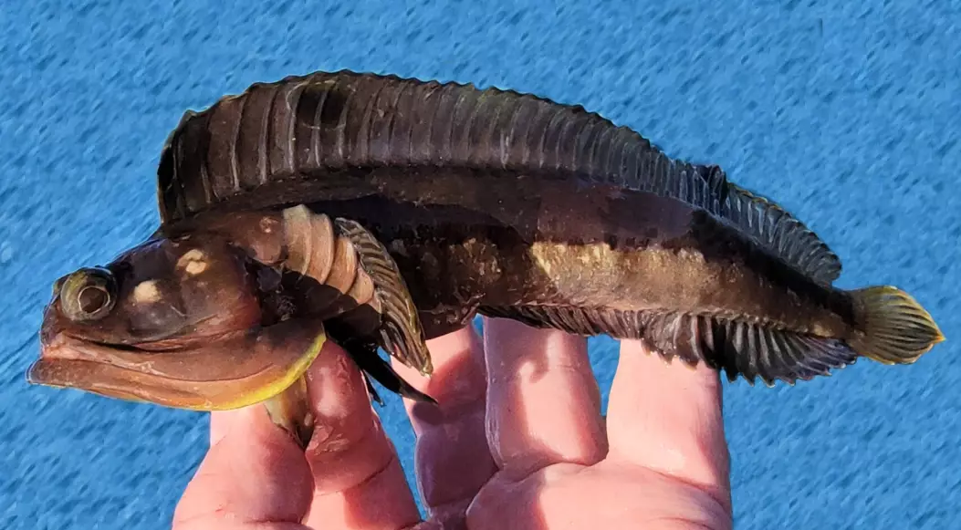 can you eat sarcastic fringehead can you eat sarcastic fringehead