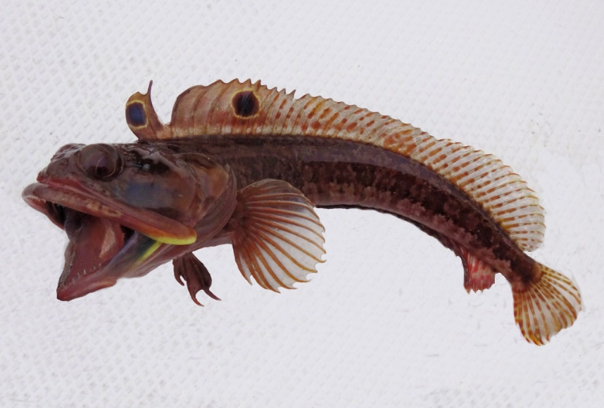 sarcastic fringehead fish facts