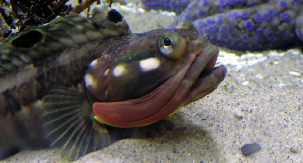 fringehead fish attack