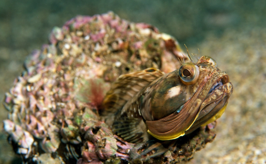 sarcastic fringehead aggressive