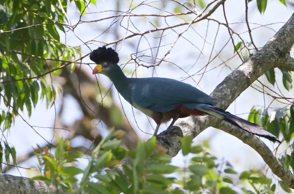 are turacos rare are turacos rare