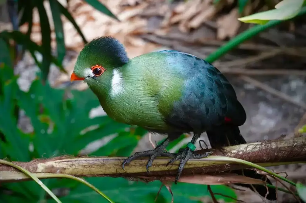 turaco species turaco species