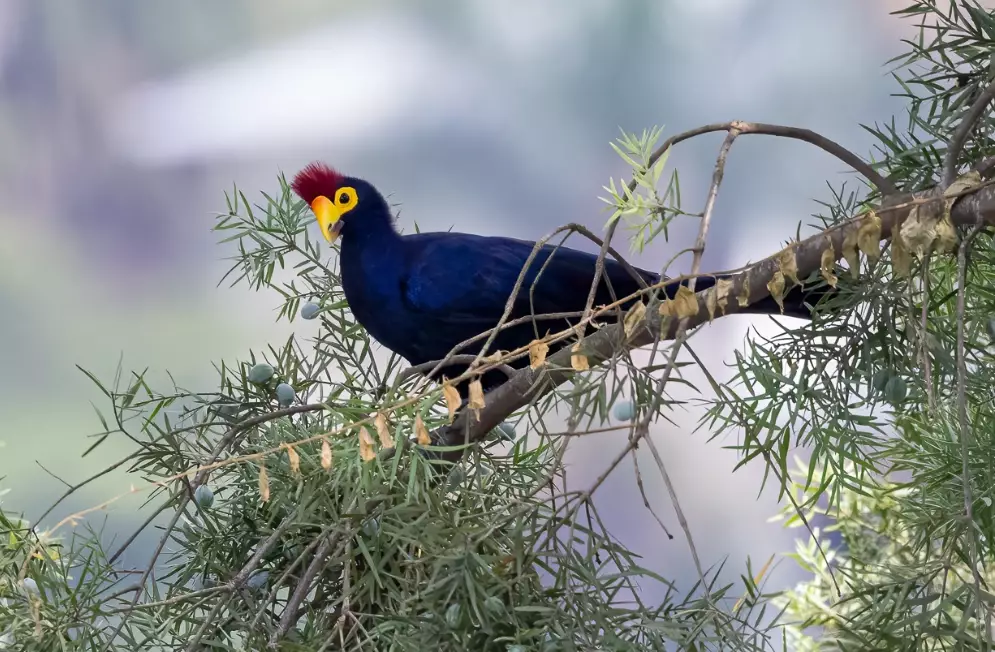 where to see turacos where to see turacos