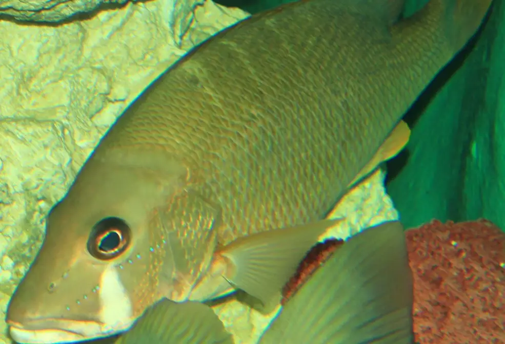 panfish identification panfish identification