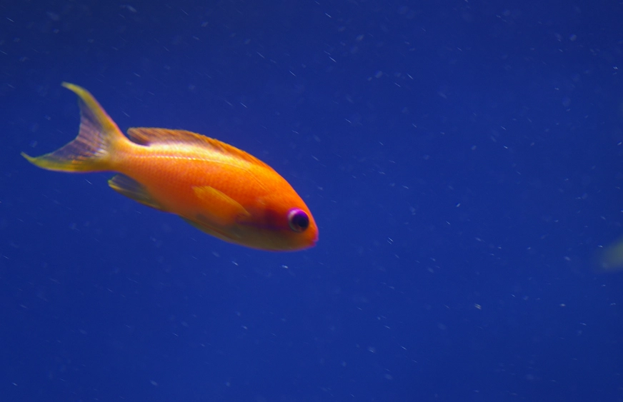 nocturnal saltwater fish