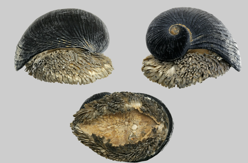 Chrysomallon squamiferum size Chrysomallon squamiferum size