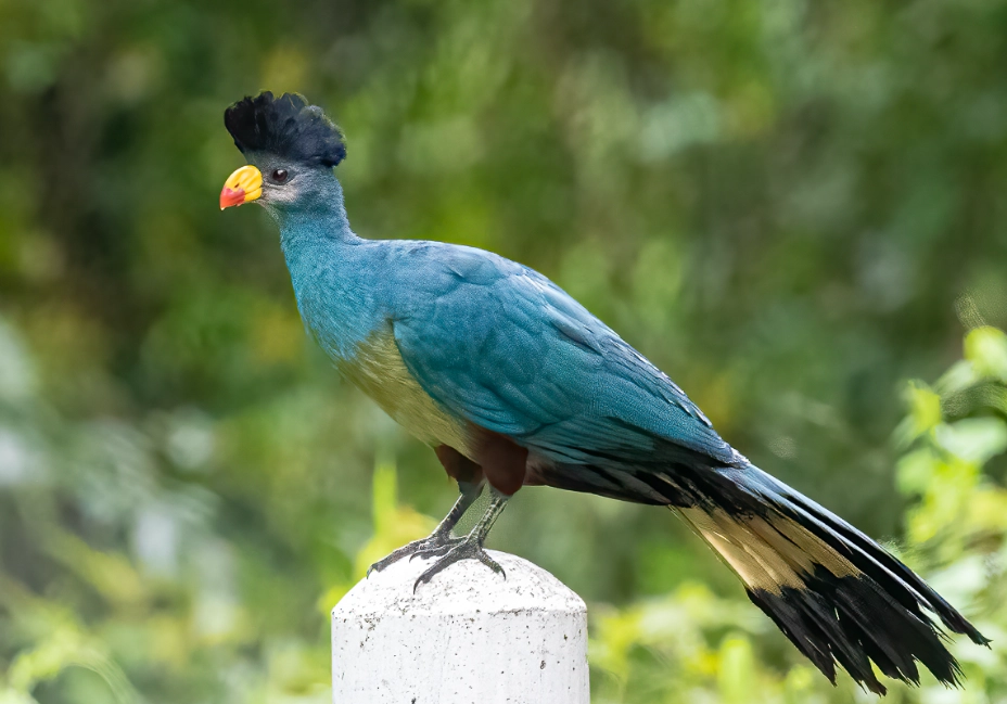 are turacos rare are turacos rare