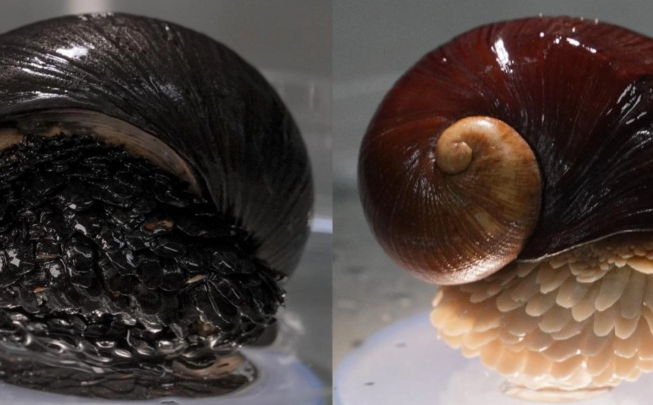 Chrysomallon squamiferum size Chrysomallon squamiferum size