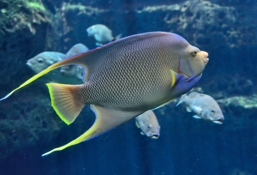 nocturnal saltwater fish nocturnal saltwater fish