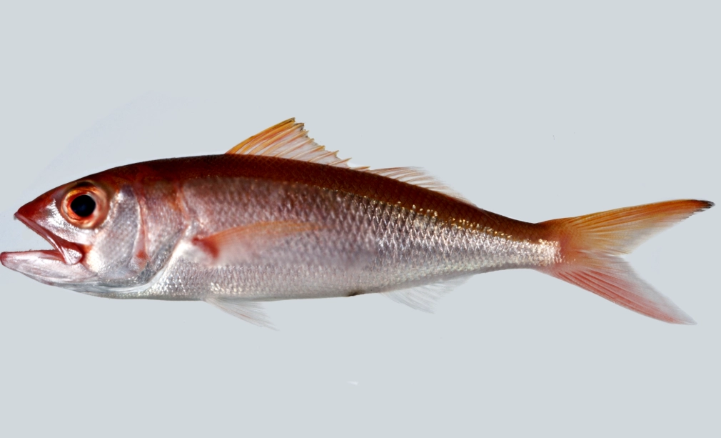 telescope eye goldfish