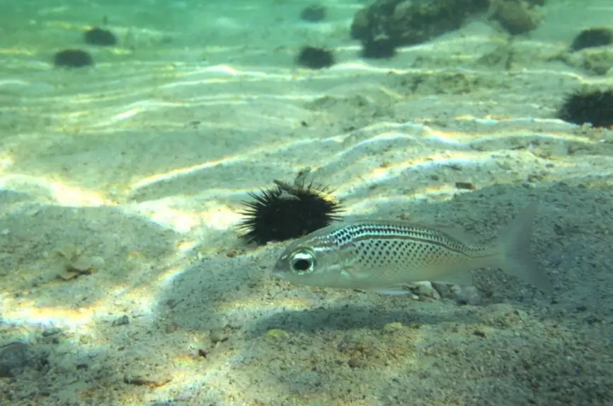 googly eyed fish googly eyed fish