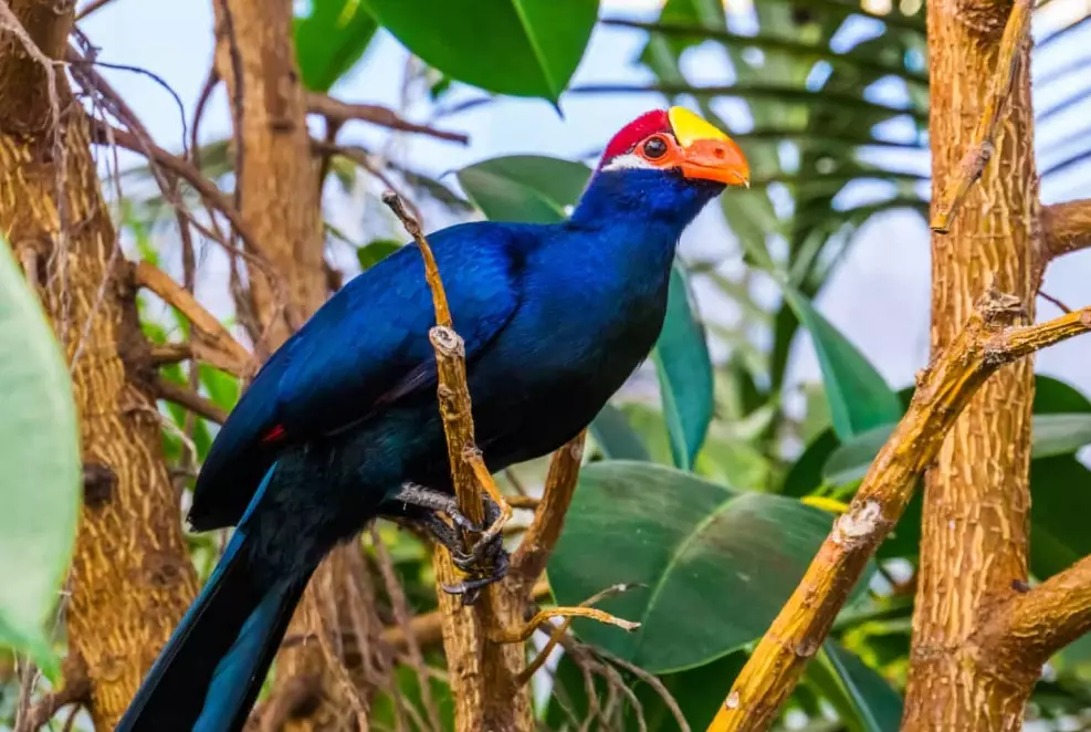 where to see turacos where to see turacos
