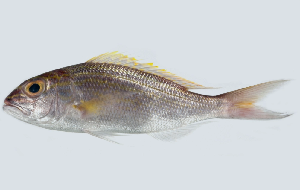 goggle eye goldfish care