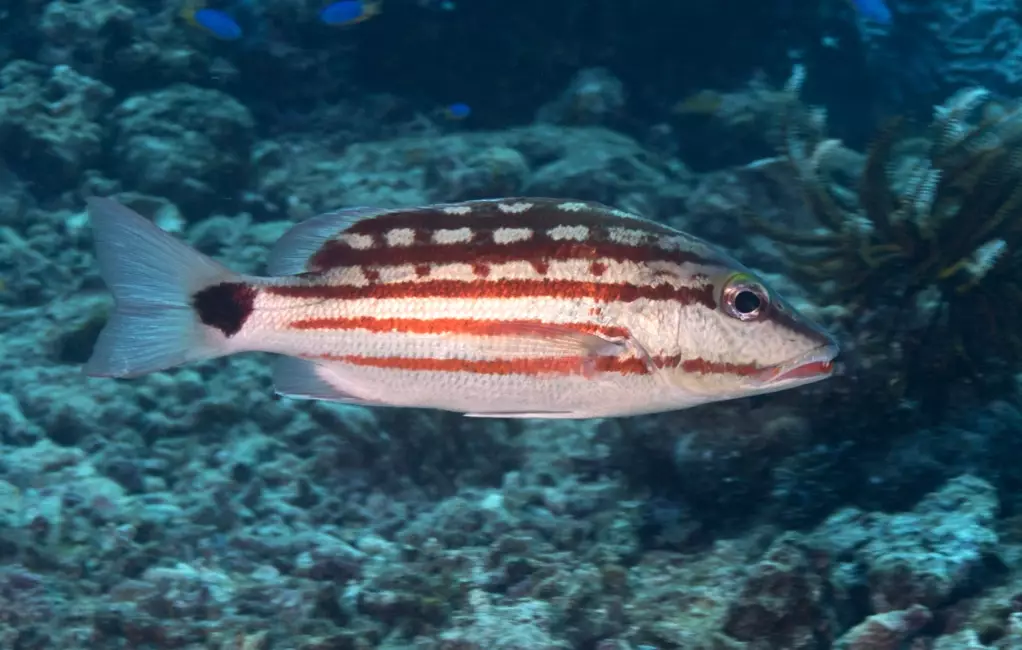 goggle eye snapper recipe