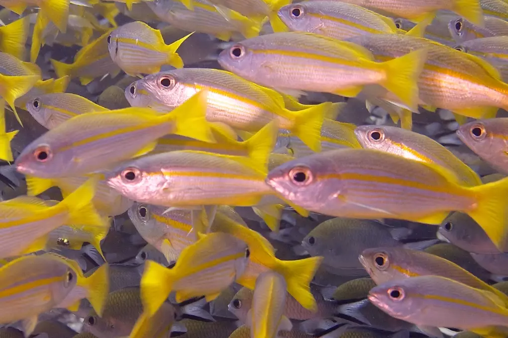 goggle eye snapper fishing