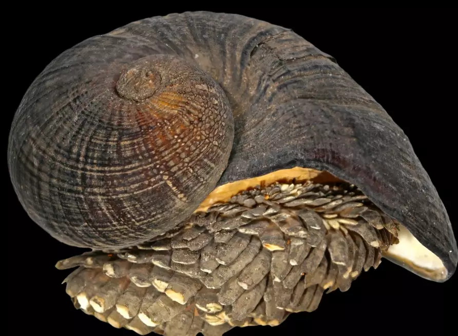 deep-sea snail life expectancy