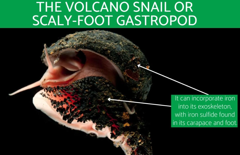 deep-sea hydrothermal vent