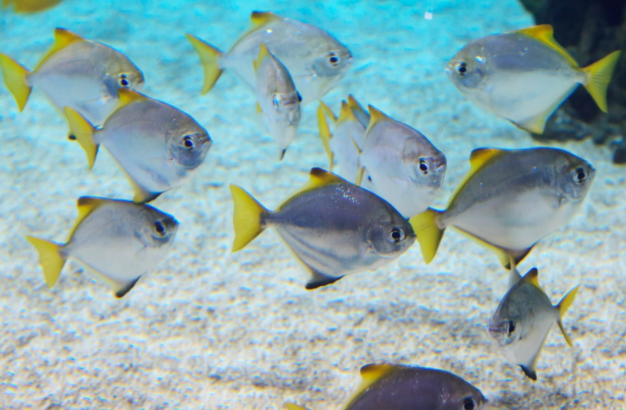barreleye fish barreleye fish