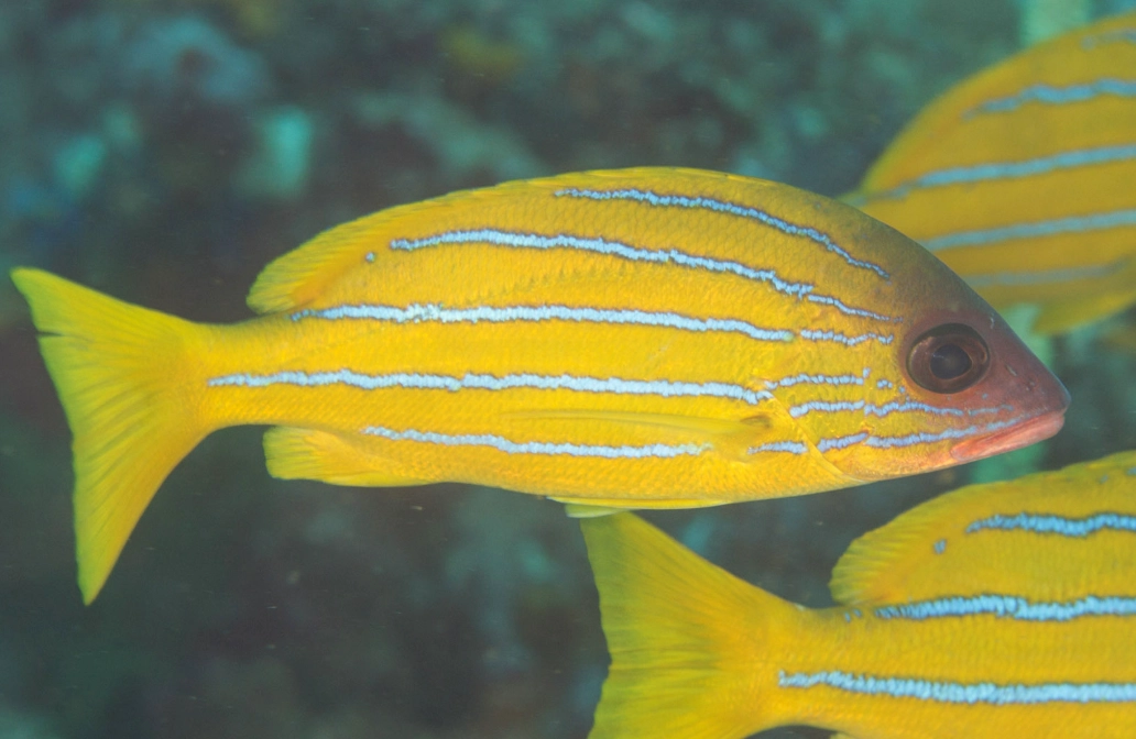 goggle eye snapper recipe