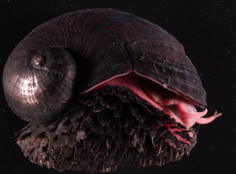 deep-sea snail life expectancy