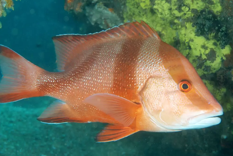 how to catch goggle eye snapper