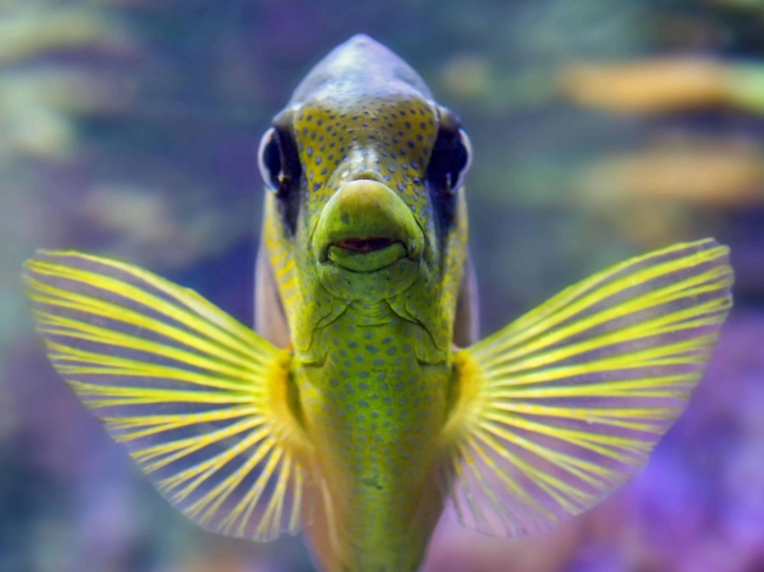 squirrelfish care squirrelfish care