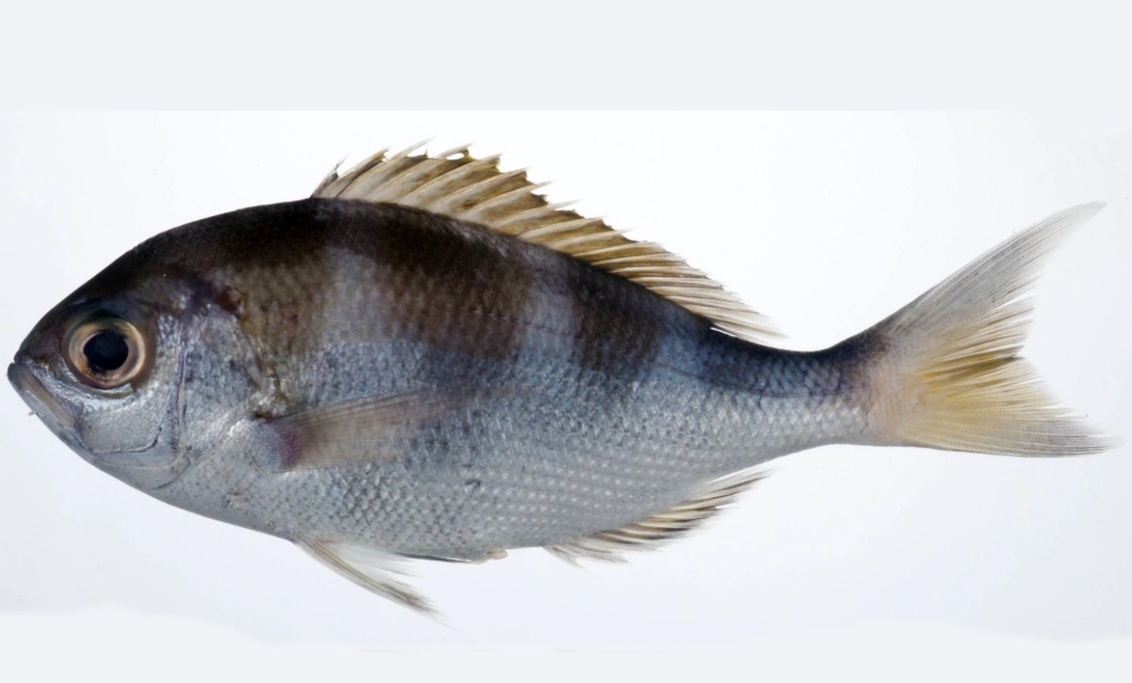warmouth fishing tips