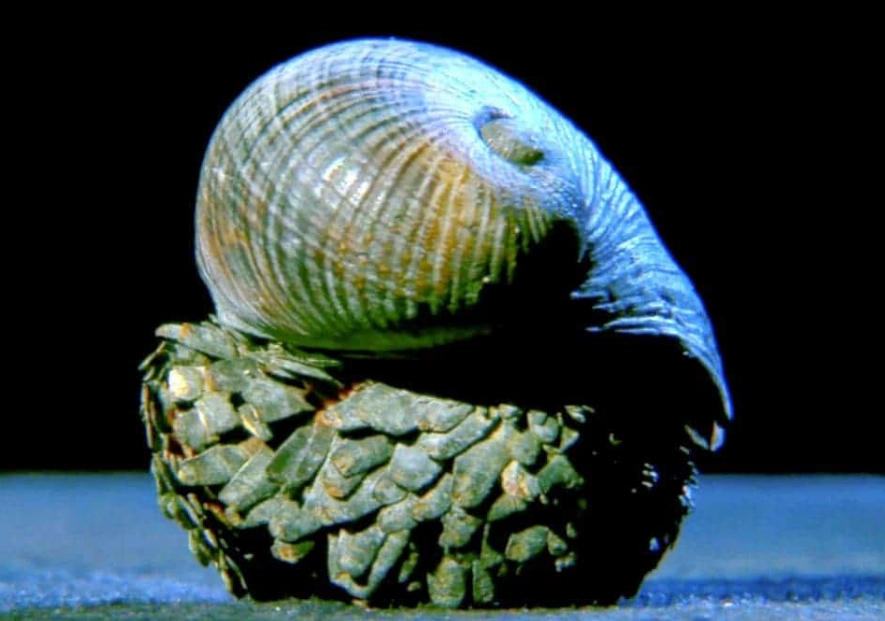 Chrysomallon squamiferum longevity