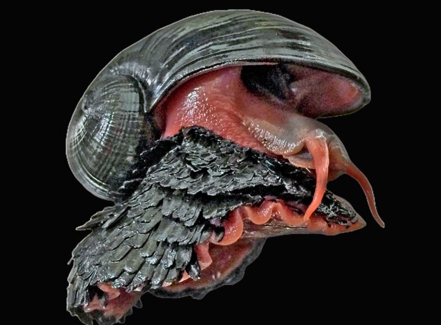 albino animals health