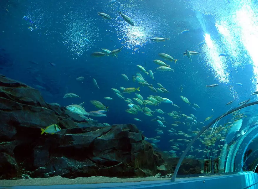 deep sea fish with big eyes deep sea fish with big eyes