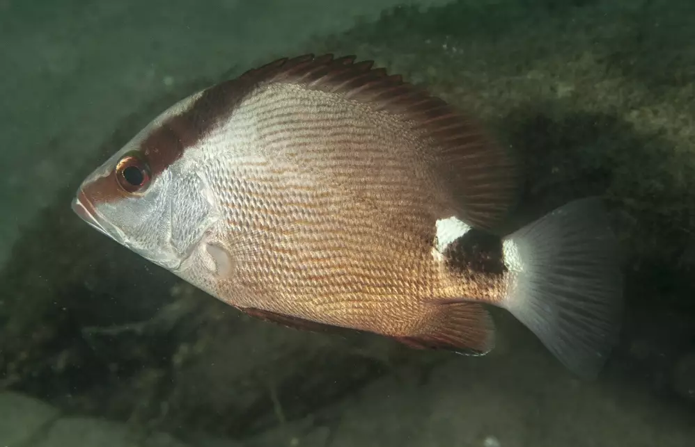 goggle eye snapper fishing