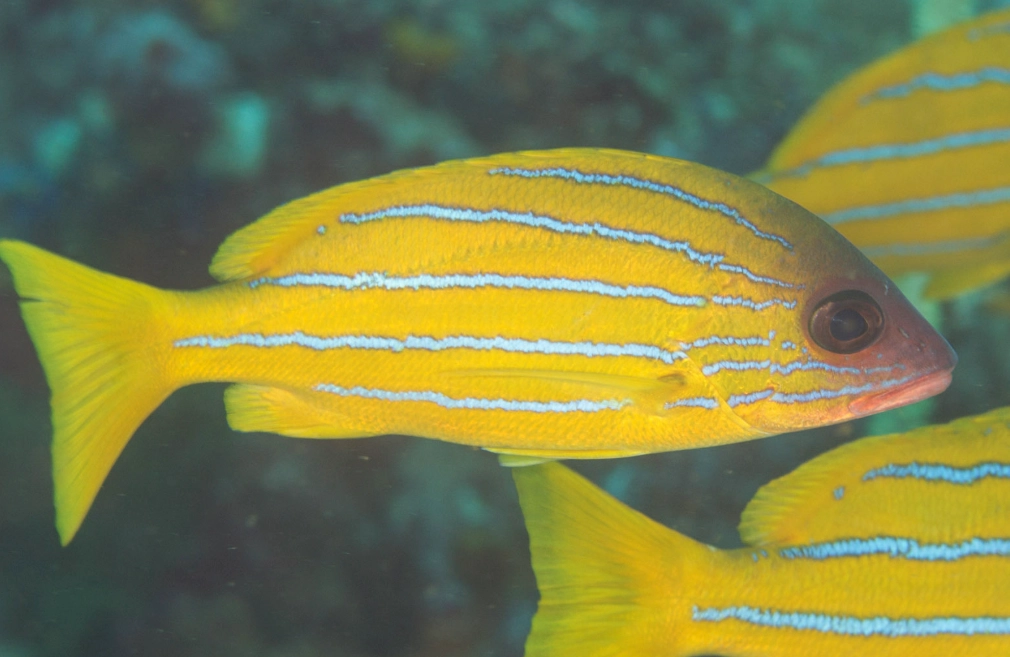 goggle-eye fish care