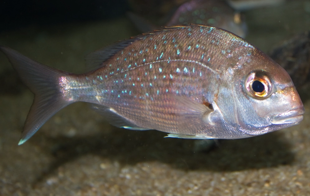 telescope eye goldfish