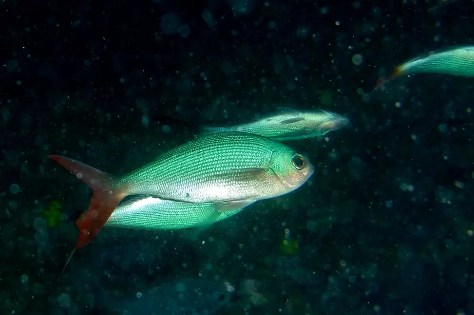 goggle-eye fish habitat