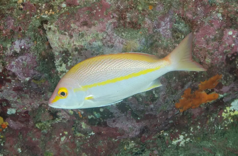 how to catch goggle eye snapper