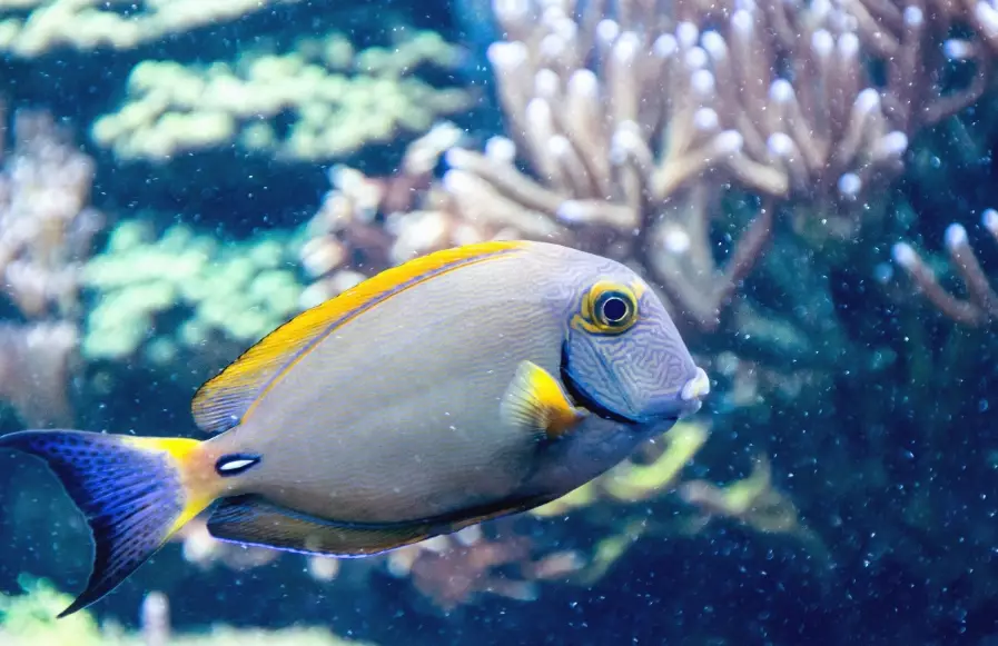 deep sea fish with big eyes deep sea fish with big eyes