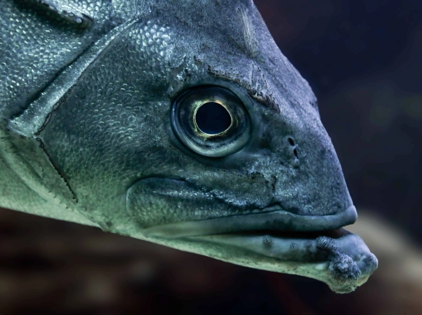 barreleye fish barreleye fish