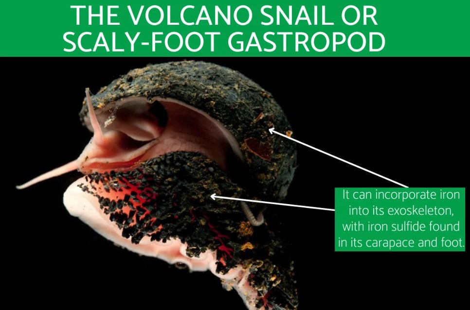 Chrysomallon squamiferum size Chrysomallon squamiferum size