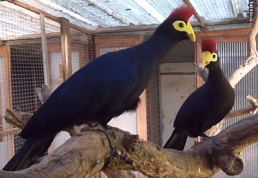 Do turacos make good pets?
