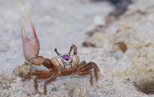 how to find fiddler crabs how to find fiddler crabs