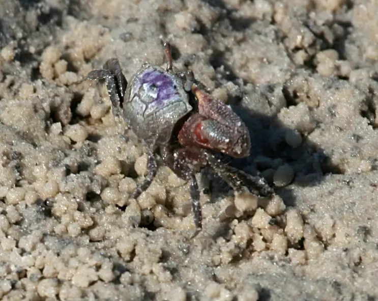 sand fiddler crab habitat sand fiddler crab habitat
