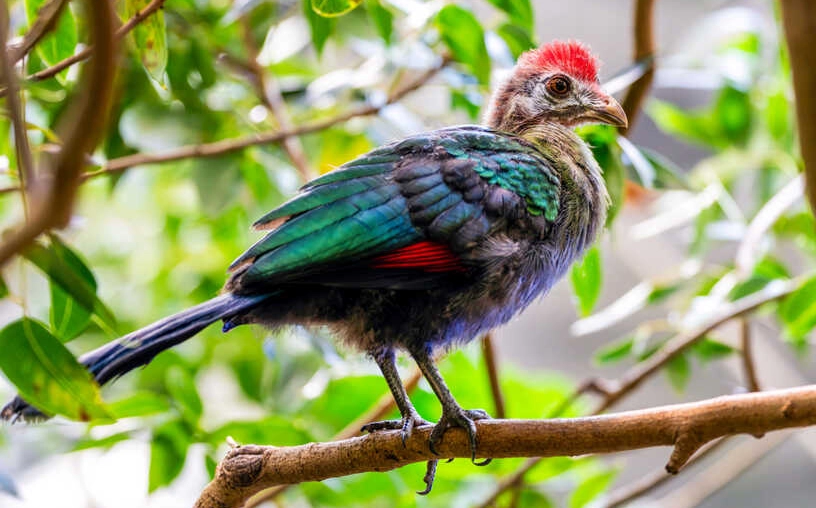 keeping turacos as pets